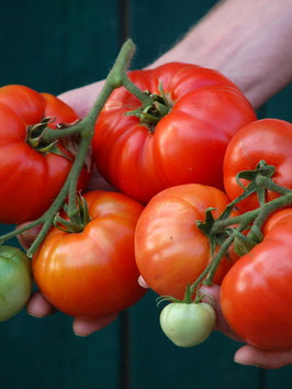 'Nepal' Fleischtomate