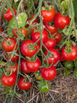 'Columbianum' Wildtomate