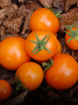 'Sweet Satsuma' Zwergtomate *NEU*