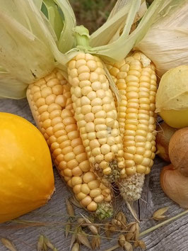 'Yucon Chief' Zuckermais *NEU*