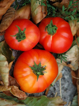 'Dwarf Awesome' Zwergtomate *NEU*