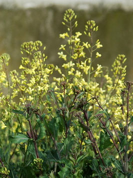 'Helgoländer Wildkohl' Gemüsekohl