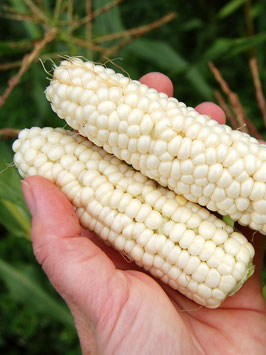 'Luther Hill' Zuckermais