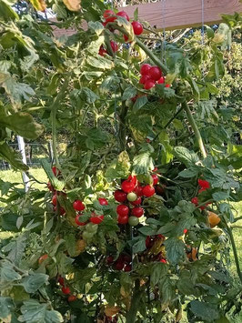 'Taiwan Goddess' Kirschtomate *NEU*