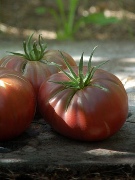 'Brandywine Black' Fleischtomate *NEU*