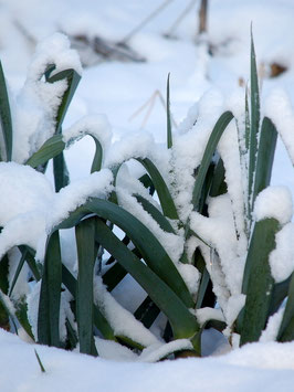 'Blaugrüner Winter' Porree *NEU*