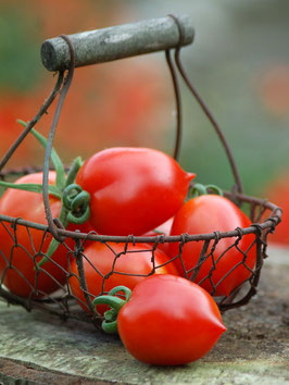 'Maiglöckchen' Stabtomate
