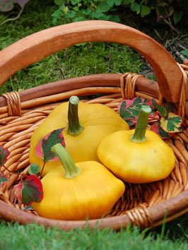'Patisson Orange' Kürbis