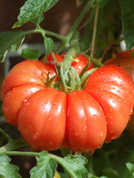 'Schlesische Himbeere' Fleischtomate *NEU*