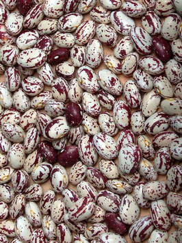 'Borlotti Lingua Di Fuoco' Feuerbohne