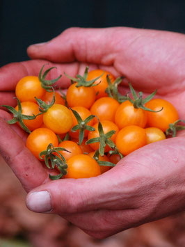 'Mille Fleur' Wildtomate