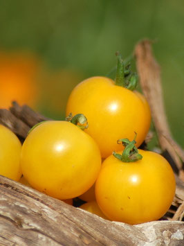 'Yellow Canary' Zwergtomate