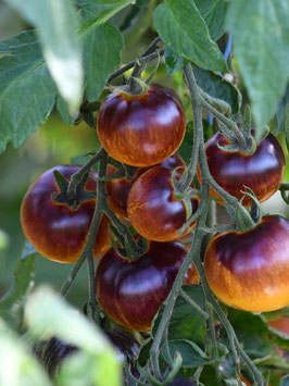 'Stripes of Yore' Stabtomate *NEU*