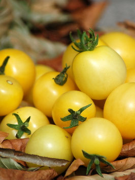 'Dwarf Mandurang Moon' Zwergtomate *NEU*