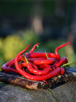 'Corbaci Sweet' Chili *NEU*