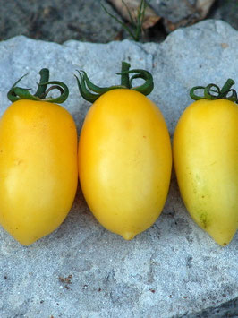 'Cream Sausage'  Eiertomate *NEU*