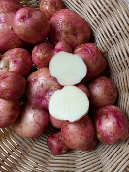 'Reichskanzler' Kartoffel