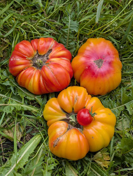 'Marzipan Gold' Fleischtomate *NEU*