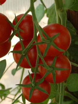 'Friesje' Kirschtomate