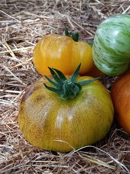 'Primary Colours' Stabtomate *NEU*