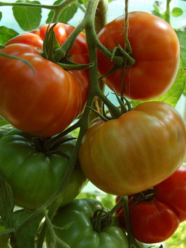 'St. Pierre' Fleischtomate