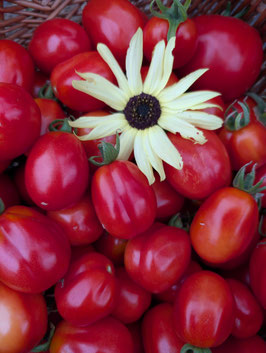 'Scatalone' Stabtomate