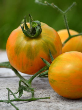 'Apricot Zebra' Kirschtomate *NEU*