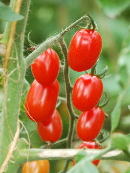 'Teardrop' Kirschtomate