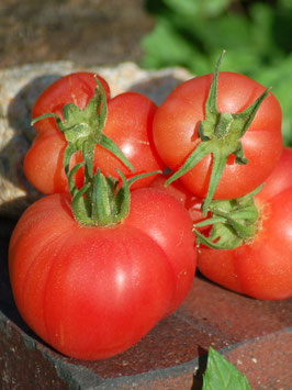 'Illinois Beauty' Stabtomate