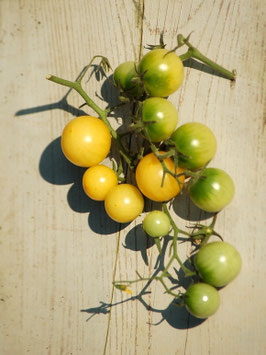 'Green Grape' Kirschtomate