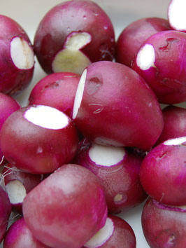 'Violette Auslese' Radieschen