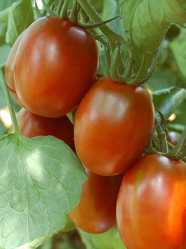'Black Plum' Eiertomate