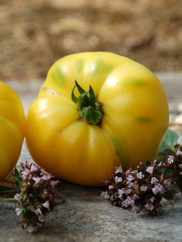'Merveille Blanche' Fleischtomate *NEU*