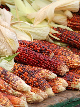 'Bloody Butcher' Gemüsemais