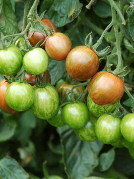 'Bumble Bee Purple' Stabtomate