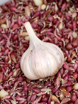 'Kolberg II' Knoblauch *NEU*