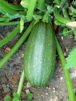 'Bolognese' Zucchini *NEU*