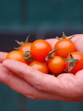 'Aprikosenkirsche' Kirschtomate
