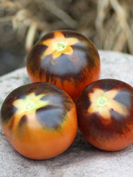 'Bosque Blue' Stabtomate