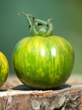 'Green Zebra' Stabtomate *NEU*
