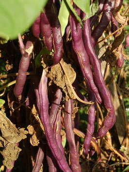 'Blauhilde' Stangenbohne