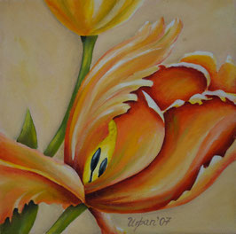 Tulpe