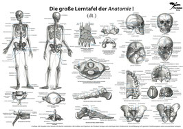 Die große Lerntafel der Anatomie I (Deutsch/Latein) (A3)