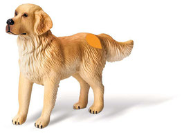 Golden Retriever Rüde  3099