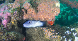 Baptême de plongée Arcachon