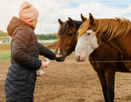 1 paquet de carottes pour les mustangs