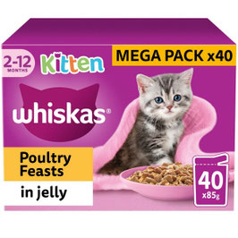 Kitten 40*