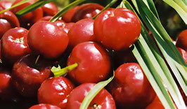 Acerola