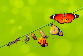 Tagesseminar: "Metamorphose" am Sonntag, den 09.11.25 - im Yogastudio und auch online auf Zoom