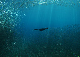 プリント写真「鵜と小魚」